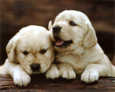 Types Puppies on Leave A Reply Cancel Reply